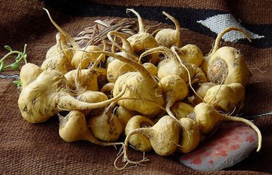 Serbuk Maca